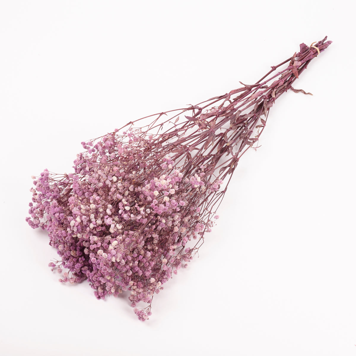 Gypsophila, Preserved, Purple, 100g