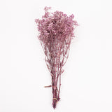 Gypsophila, Preserved, Purple, 100g