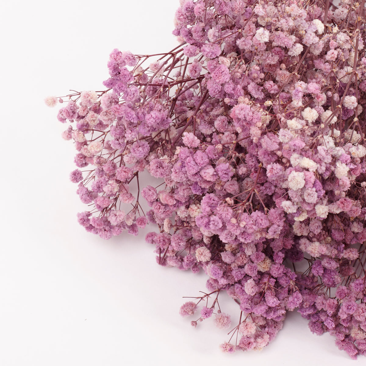 Gypsophila, Preserved, Purple, 100g