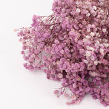 Gypsophila, Preserved, Purple, 100g