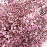 Gypsophila, Preserved, Purple, 100g