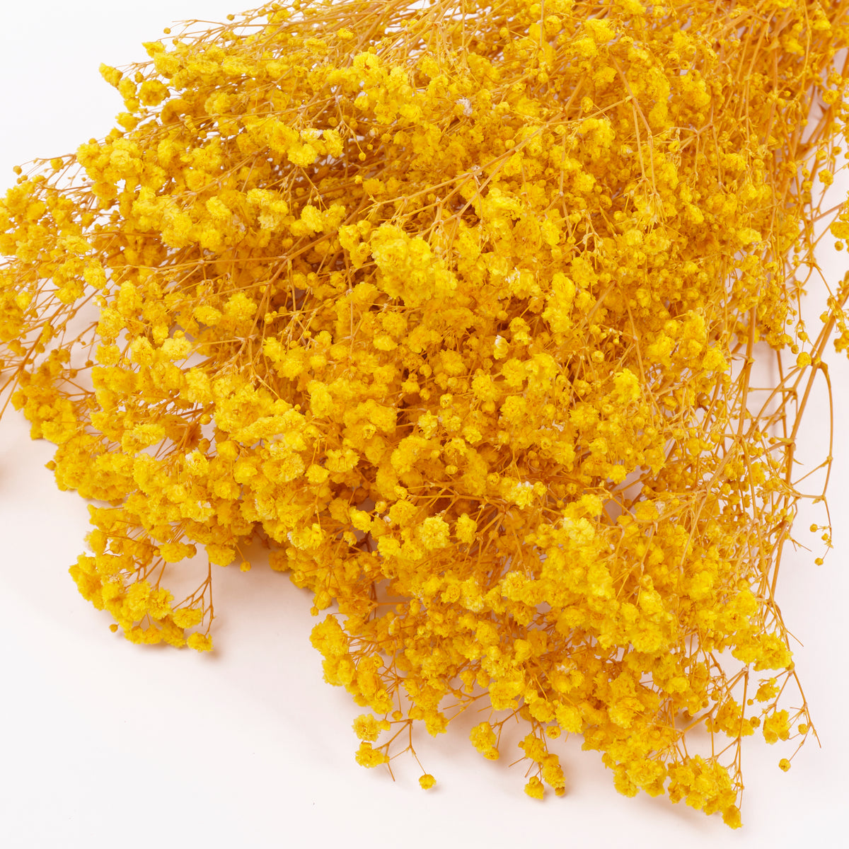 Gypsophila, Preserved, Yellow, 100g