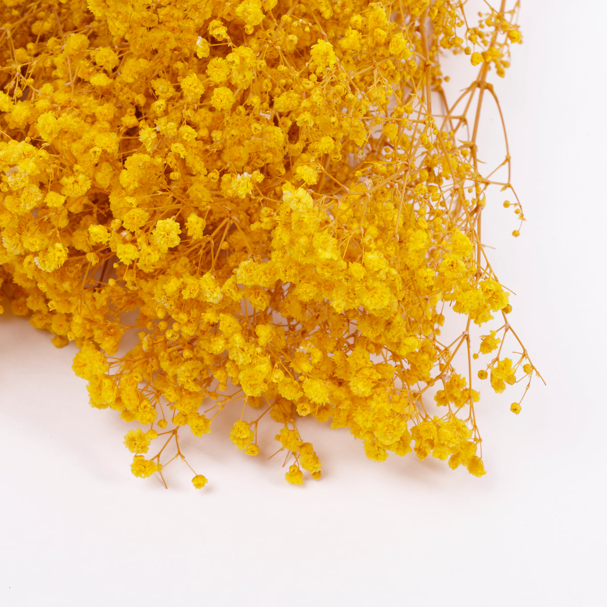 Gypsophila, Preserved, Yellow, 100g
