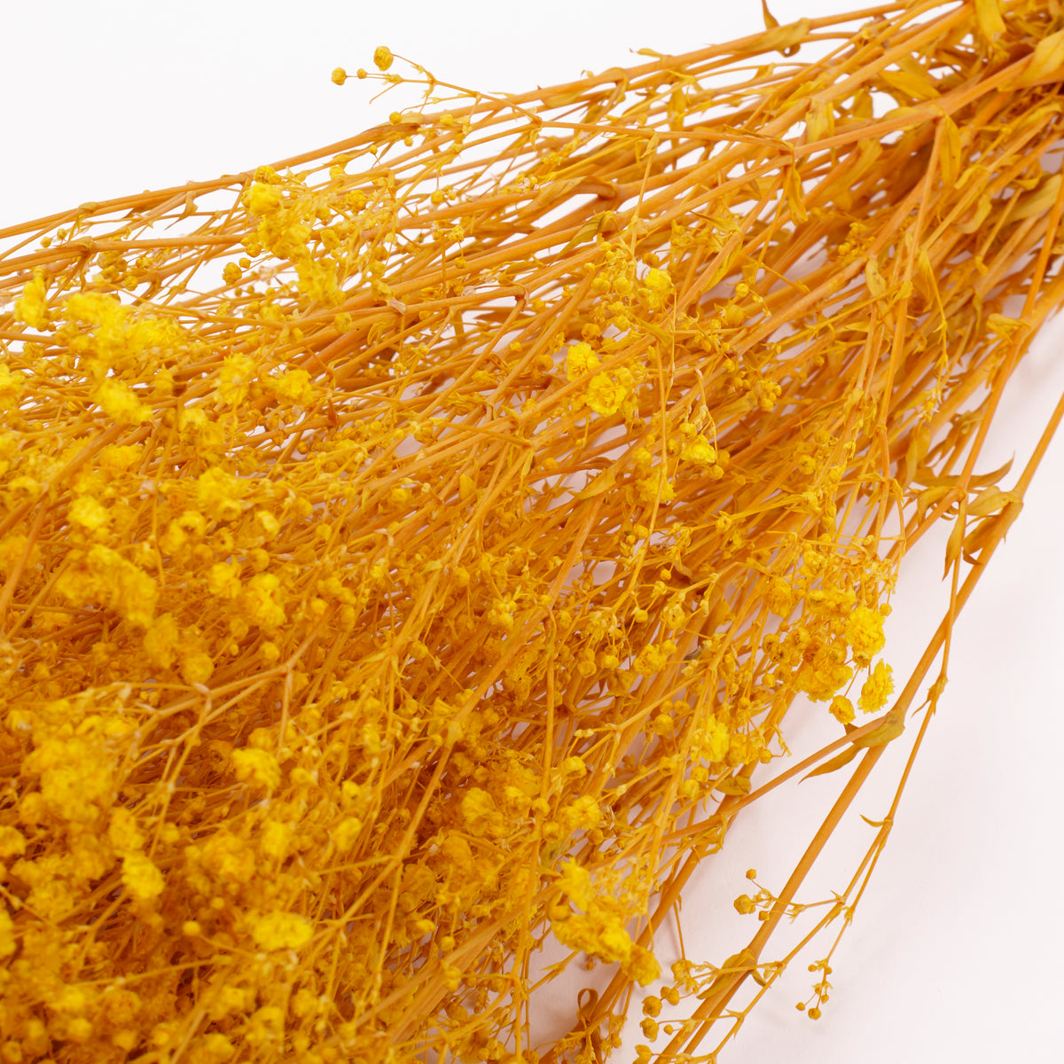 Gypsophila, Preserved, Yellow, 100g