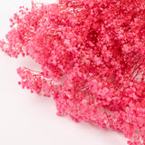 Gypsophila, Preserved, Pink, 100g