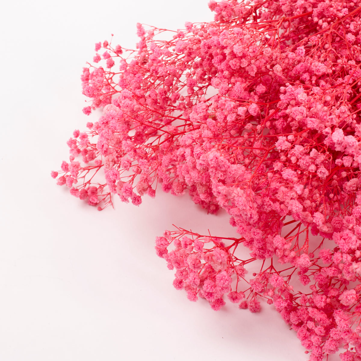 Gypsophila, Preserved, Pink, 100g