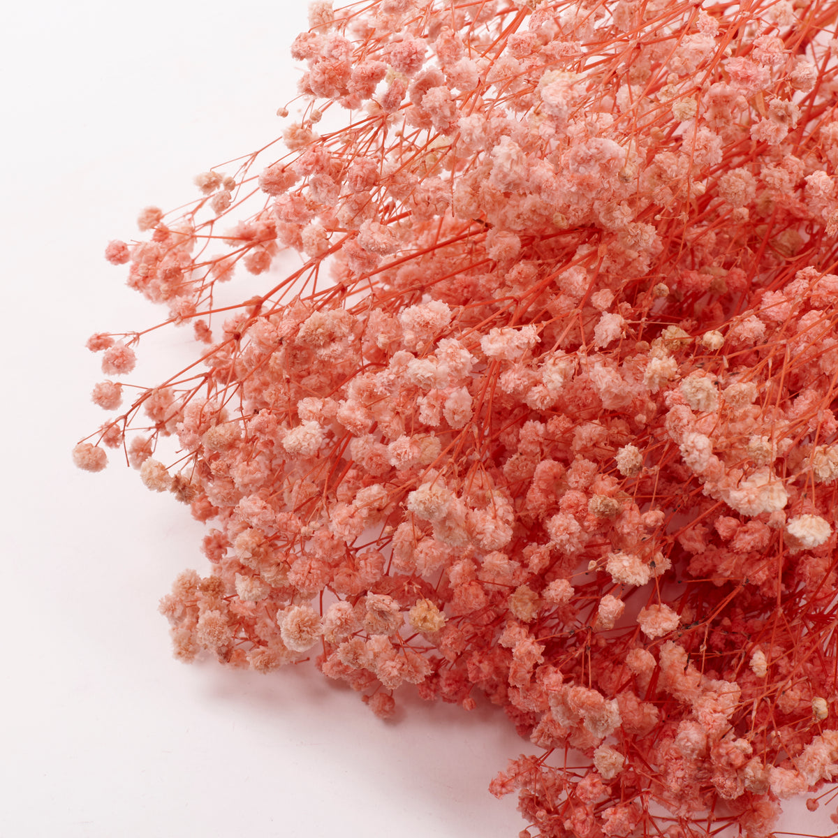 Gypsophila, Preserved, Pale Pink, 100g