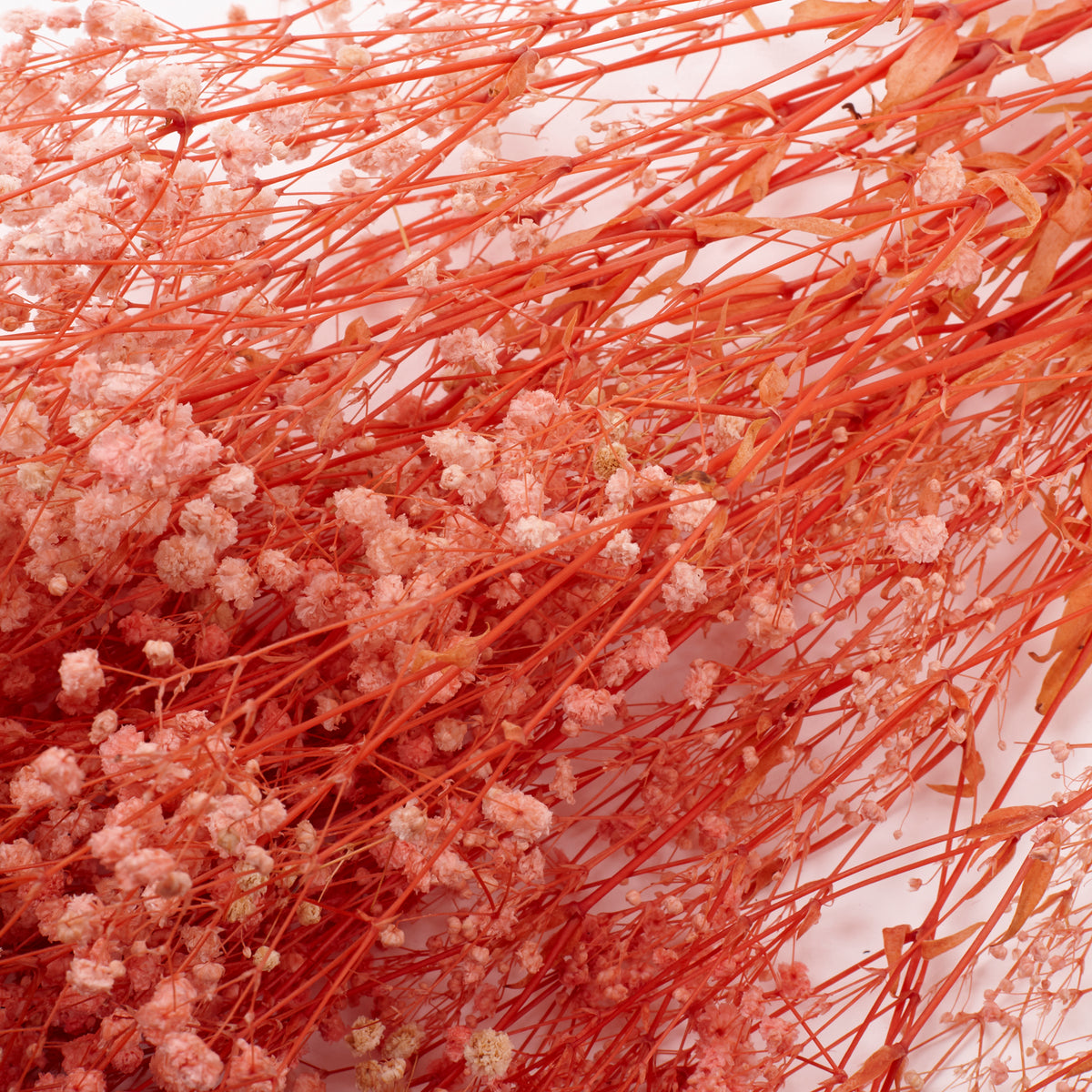 Gypsophila, Preserved, Pale Pink, 100g