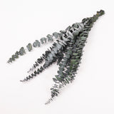 Eucalyptus Baby Blue, Preserved, Green, 10 Stem Bunch