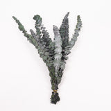 Eucalyptus Baby Blue, Preserved, Green, 10 Stem Bunch