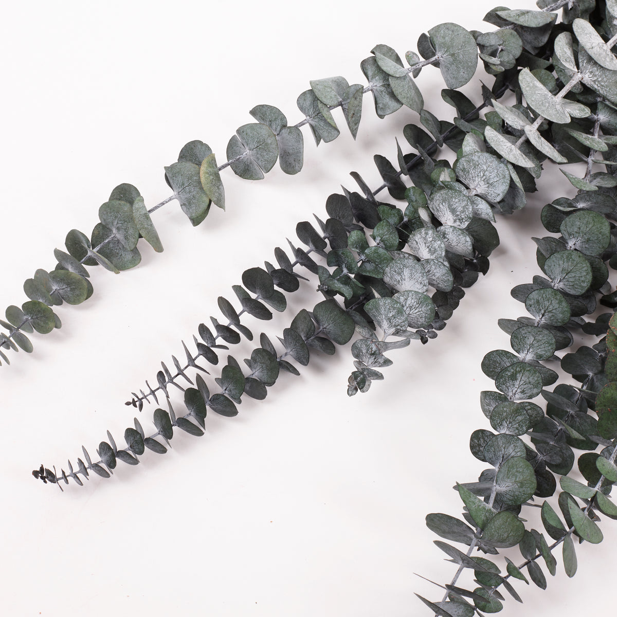 Eucalyptus Baby Blue, Preserved, Green, 10 Stem Bunch