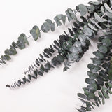 Eucalyptus Baby Blue, Preserved, Green, 10 Stem Bunch