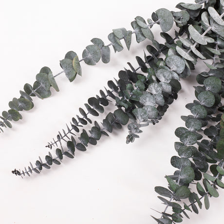 Eucalyptus Baby Blue, Preserved, Green, 10 Stem Bunch
