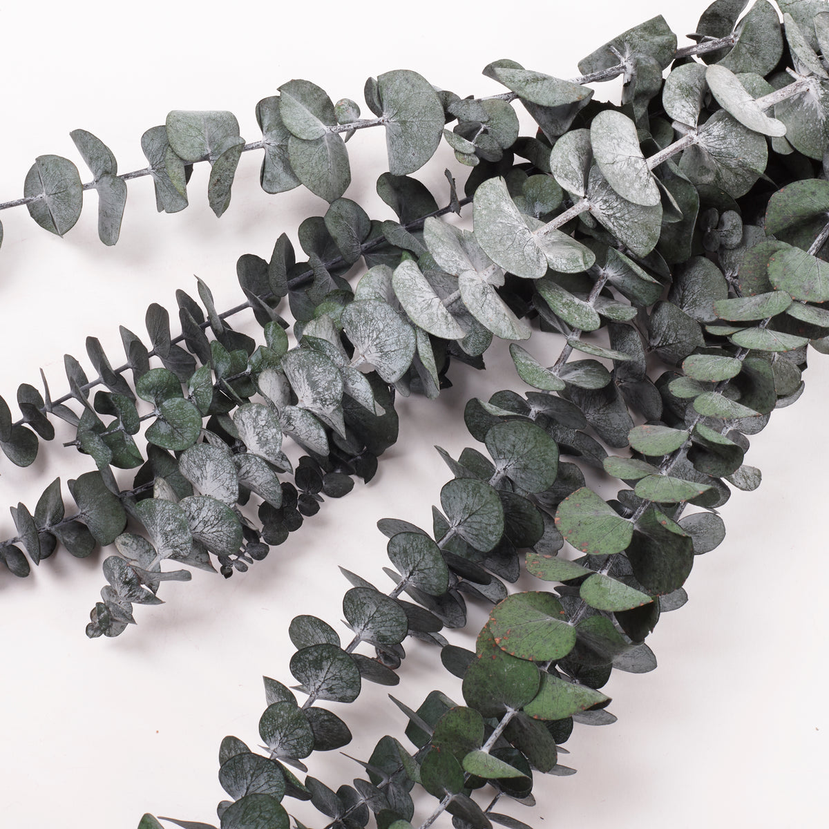 Eucalyptus Baby Blue, Preserved, Green, 10 Stem Bunch