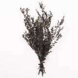 Eucalyptus Saligna, Preserved, Green, 100g Bunch