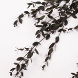 Eucalyptus Saligna, Preserved, Green, 100g Bunch