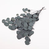 Eucalyptus Populus, Preserved, Green, 100g Bunch