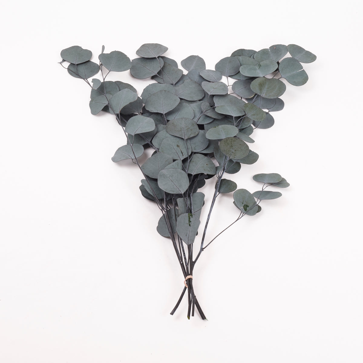 Eucalyptus Populus, Preserved, Green, 100g Bunch