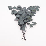 Eucalyptus Populus, Preserved, Green, 100g Bunch