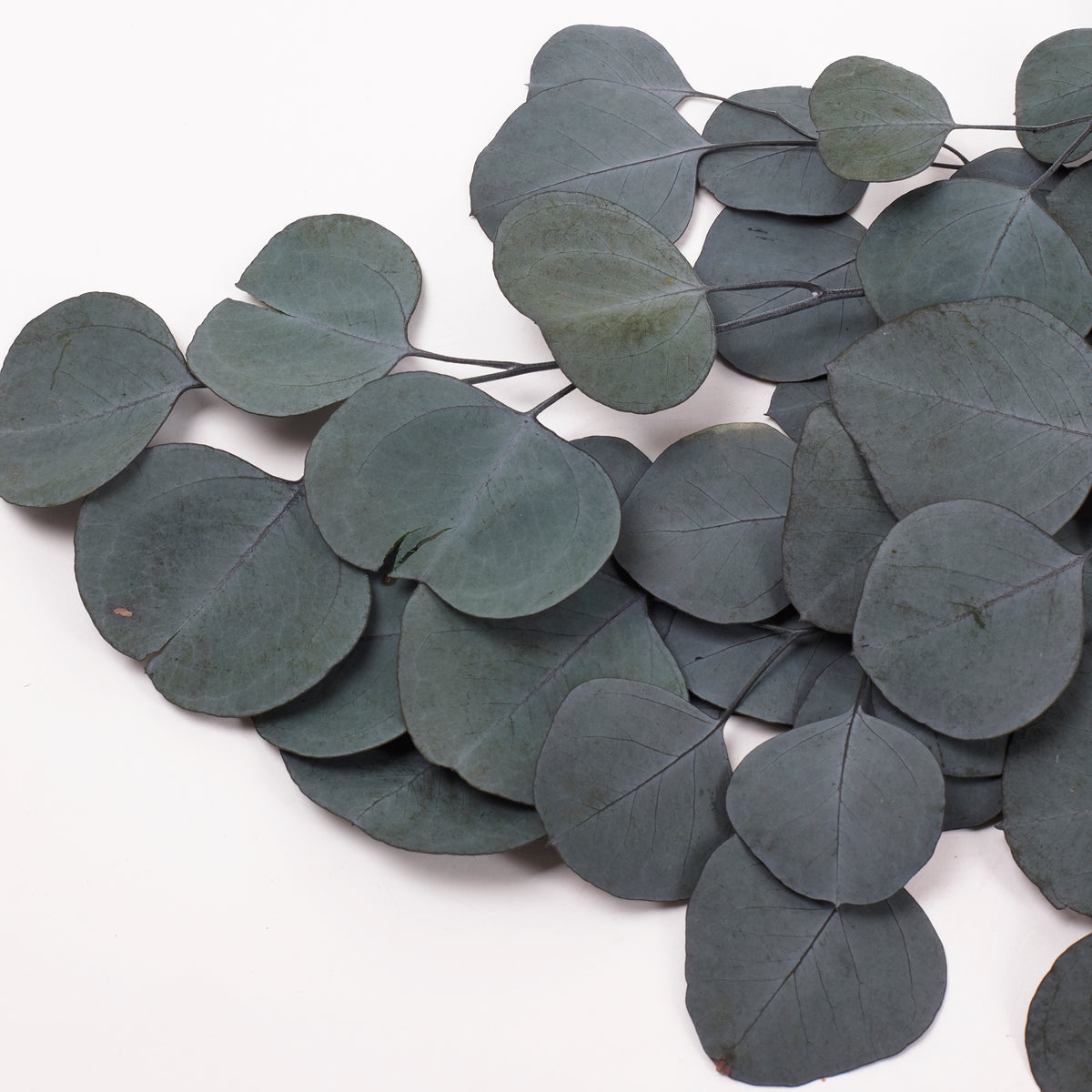 Eucalyptus Populus, Preserved, Green, 100g Bunch