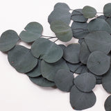Eucalyptus Populus, Preserved, Green, 100g Bunch