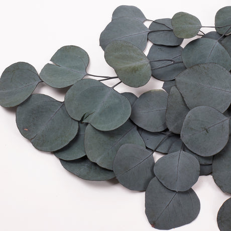 Eucalyptus Populus, Preserved, Green, 100g Bunch
