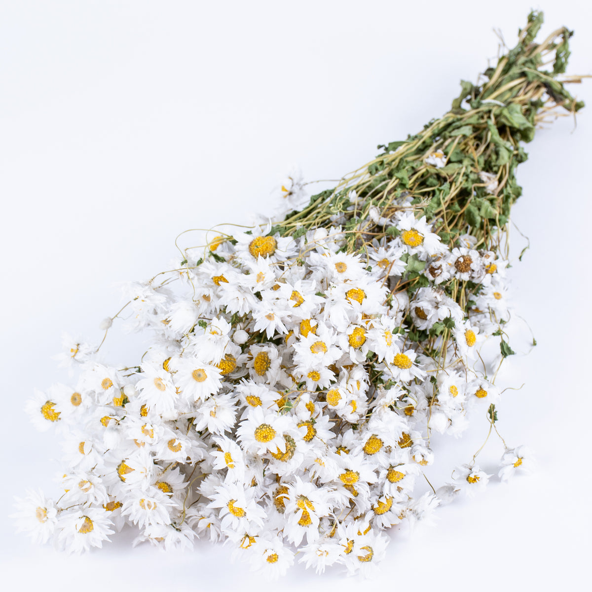 Rodanthe, Dried, Natural White from Atlas Flowers Rodanthe, Dried, Natural White - Atlas Flowers - United Kingdom