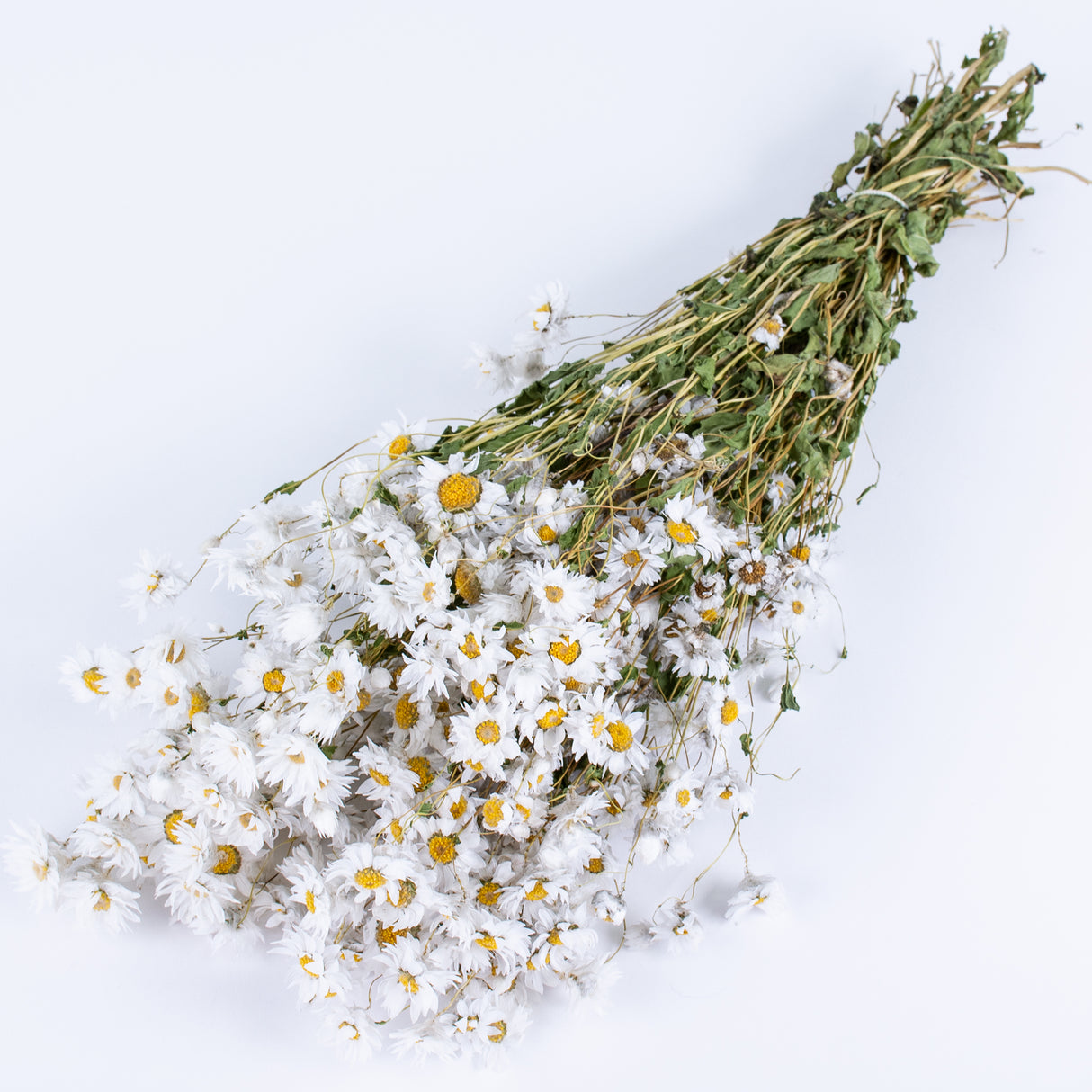This image shows a bunch of white rodanthe flowers laid on a white background