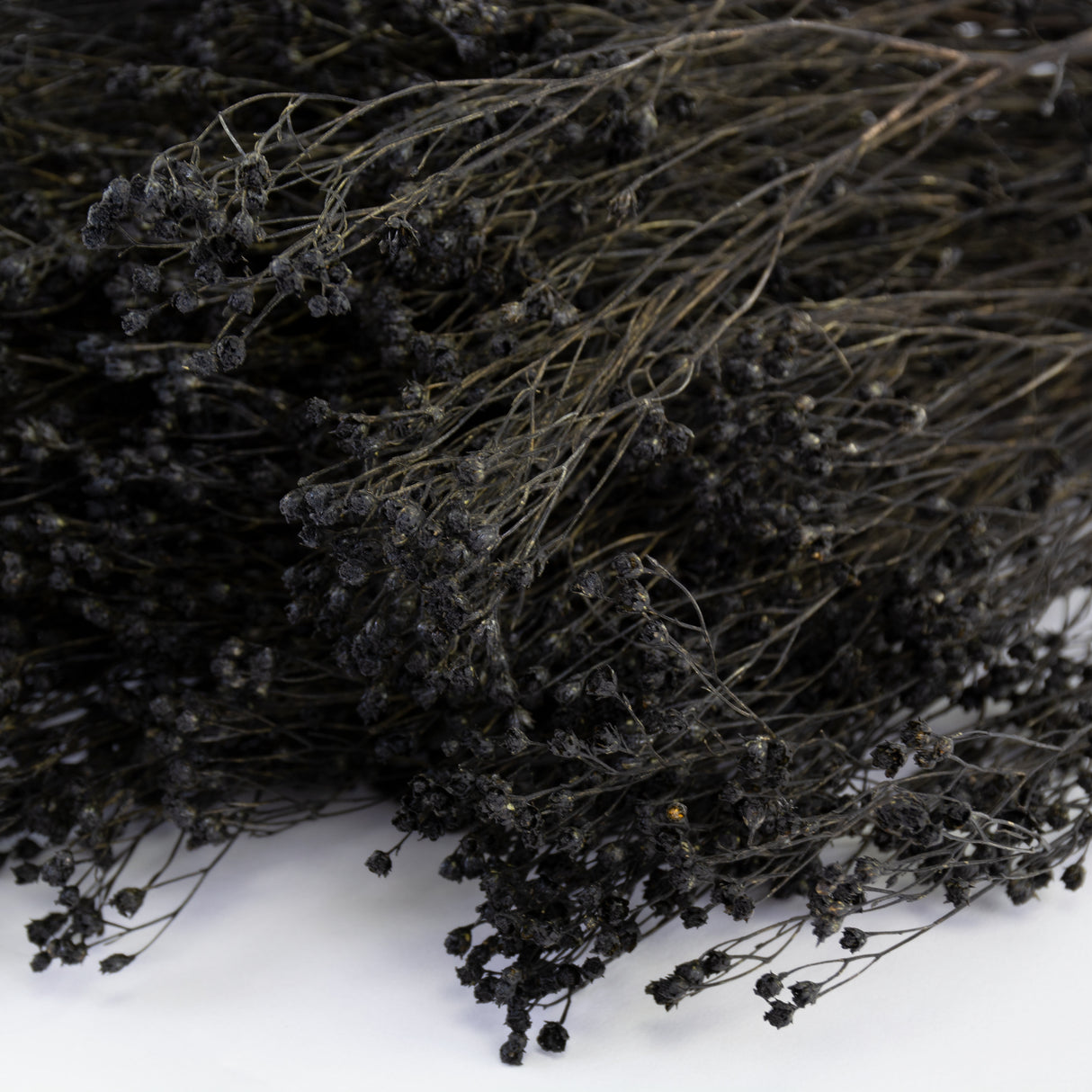 This image shows a bunch of black broom bloom against a white background