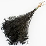 This image shows a bunch of black broom bloom against a white background