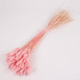 Lagurus ovatus, (Bunny Tails), Dried, Pale Pink, 100g
