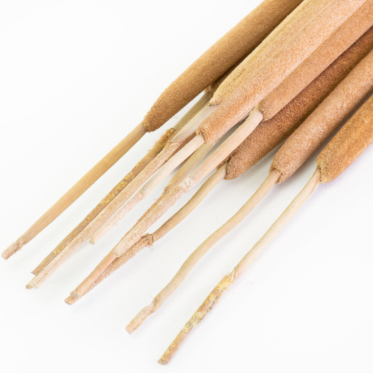 This image shows a bunch of natural coloured typha against a white background