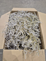 Statice tatarica, Dried, Natural Green, 500g Box