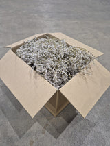 Statice tatarica, Dried, Natural Green, 500g Box