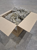 Statice tatarica, Dried, Natural Green, 500g Box