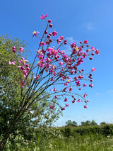 Faux thalictrum sprays in the bright sunshine, against a blue sky with hedgerows in the distance.