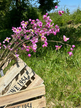 A group of three thalictrum sprays displayed in a wooden crate, in a meadown, on a sunny day