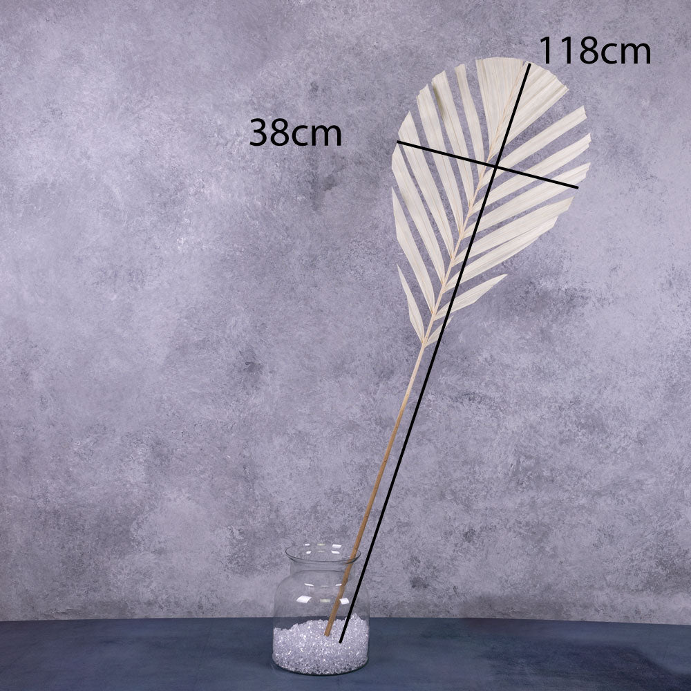Palm Fan Stem, White, 118x38cm, Artificial