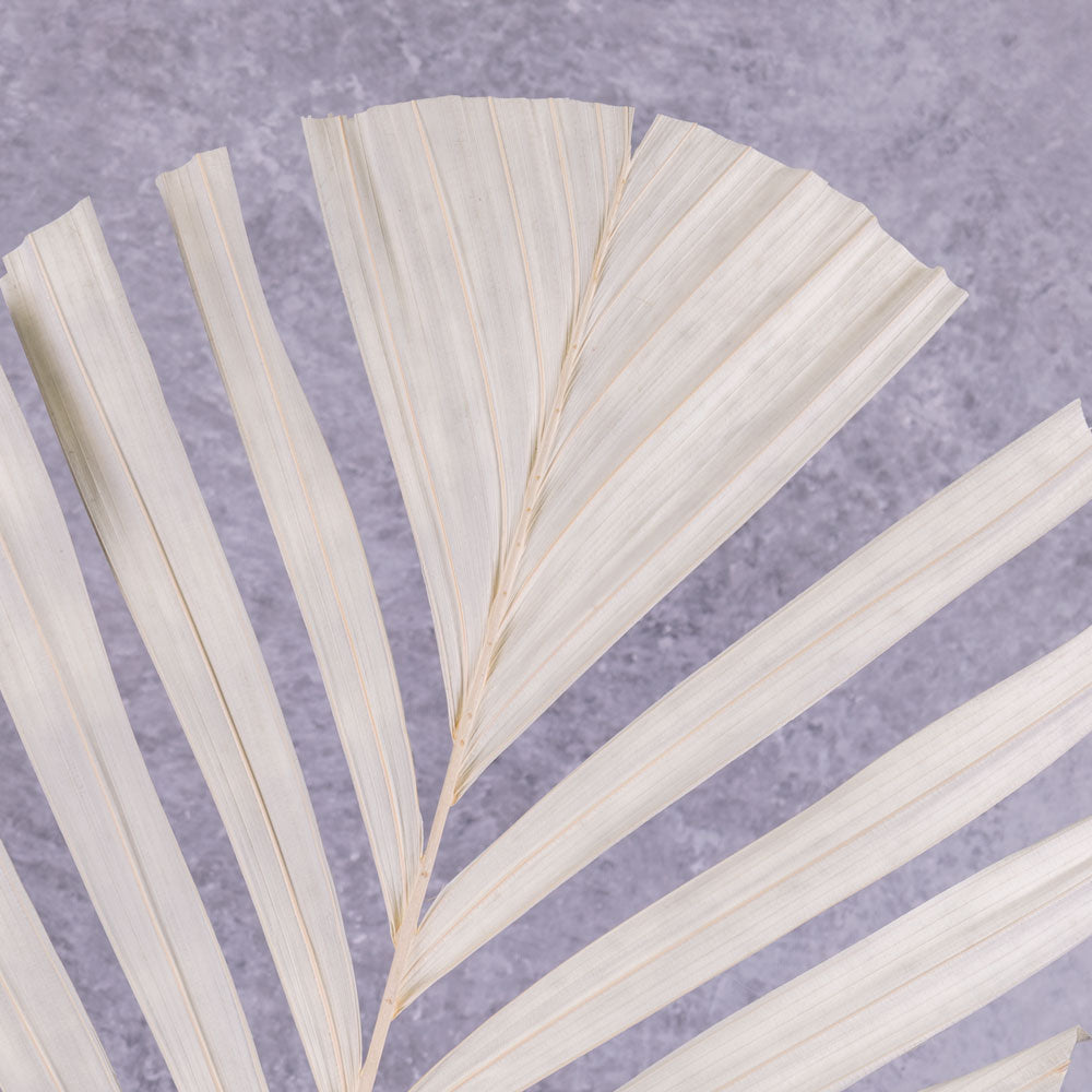 Palm Fan Stem, White, 118x38cm, Artificial