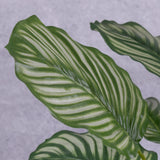 Close up detail of faux Calathea leaves