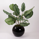 Calathea orbifolia, Artificial, Natural Touch Leaves 76cm