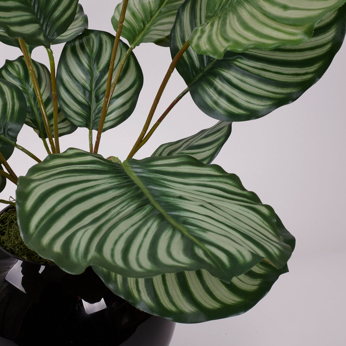 Calathea orbifolia, Artificial, Natural Touch Leaves 76cm