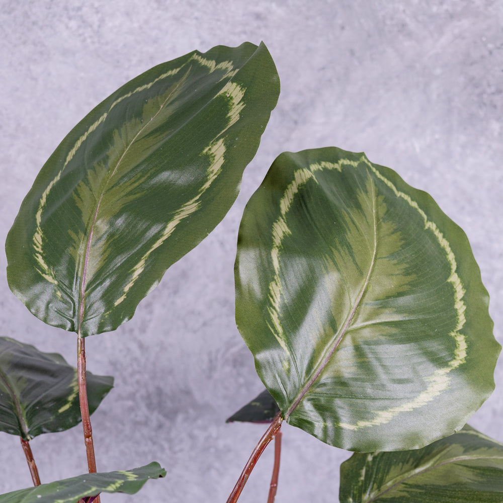 Close up detail of faux Calathea leaves