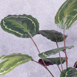 Close up detail of faux Calathea leaves