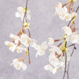 Blossom - Cherry, Cream, 120cm