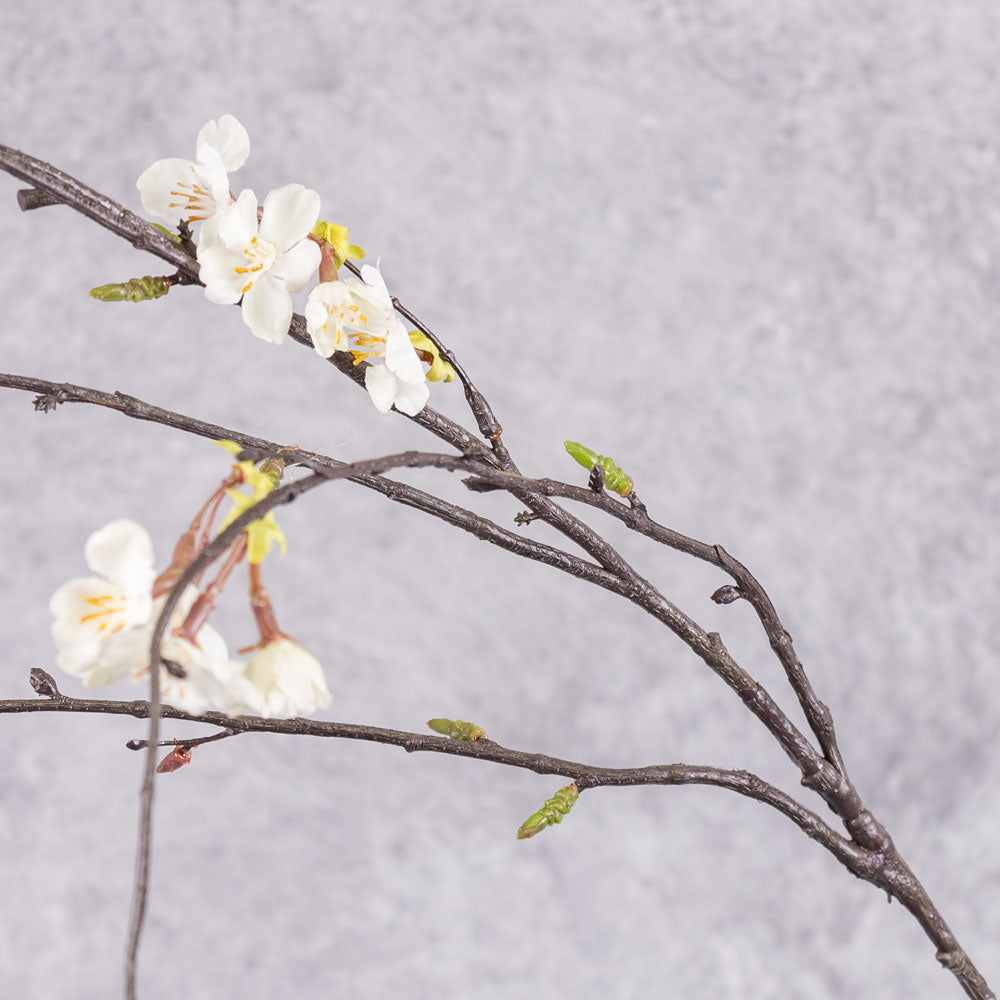 Blossom - Cherry, Cream, 120cm