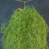Faux Tillandsia Hanger (Spanish Moss)