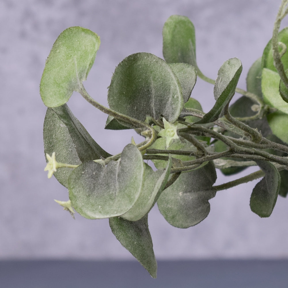 An artificial dichondra falls plants showing a close up on the leaves