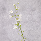 Campanula, (Bell Flower), White, 66cm