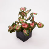Caladium Plant, Vital Greens, H40cm